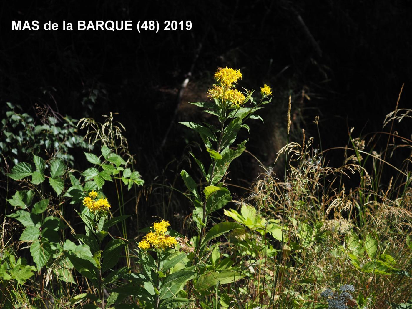 Ragwort, of Fuchs plant